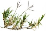 Cynodon Dactylon (L.) Pers. (Köpek Dişi Ayrığı)